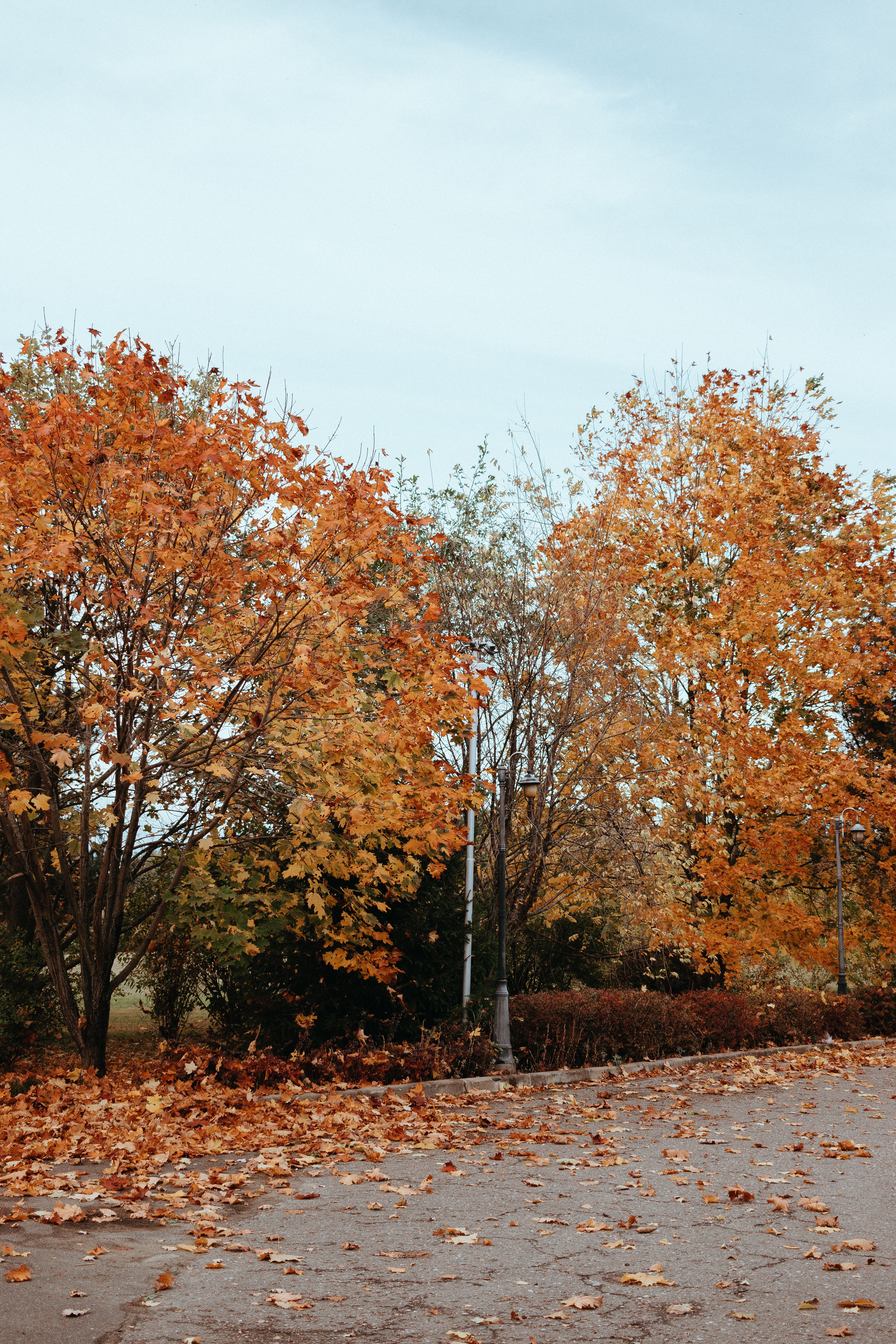 Colorful Trees in Autumn · Free Stock Photo