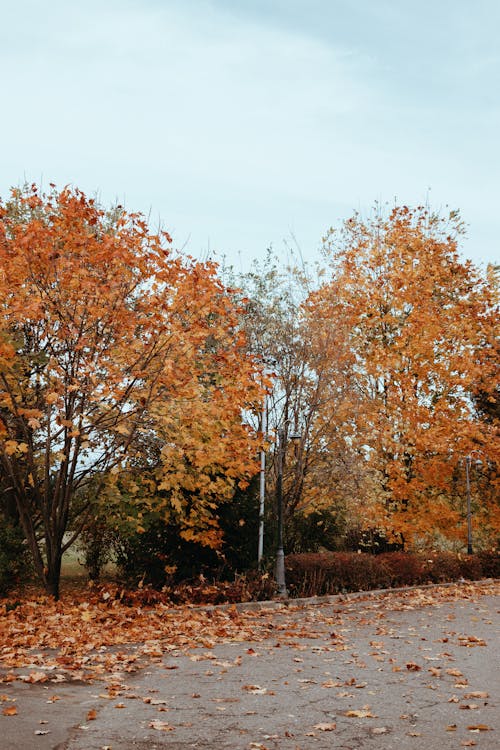 Free Colorful Trees in Autumn Stock Photo