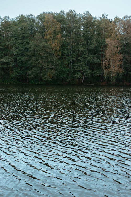 Foto profissional grátis de água, árvores, floresta