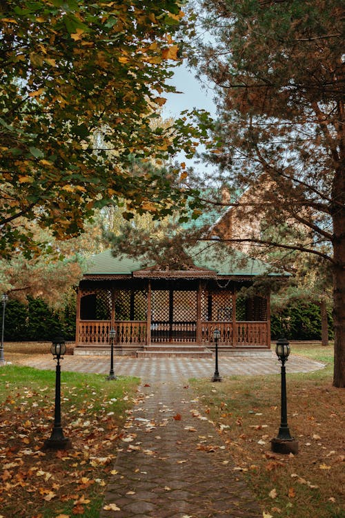 Immagine gratuita di alberi, autunno, cadere