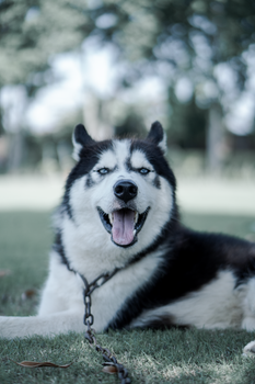 Close-up of a happy Siberian Husky in a lush outdoor environment. Ideal for pet and nature themes.