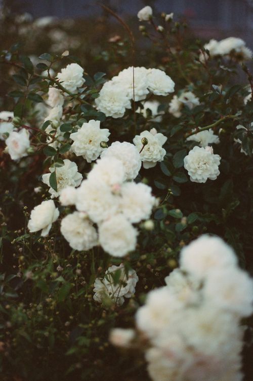 Free A beautiful close-up of blooming white roses in a lush garden setting, capturing nature's elegance. Stock Photo