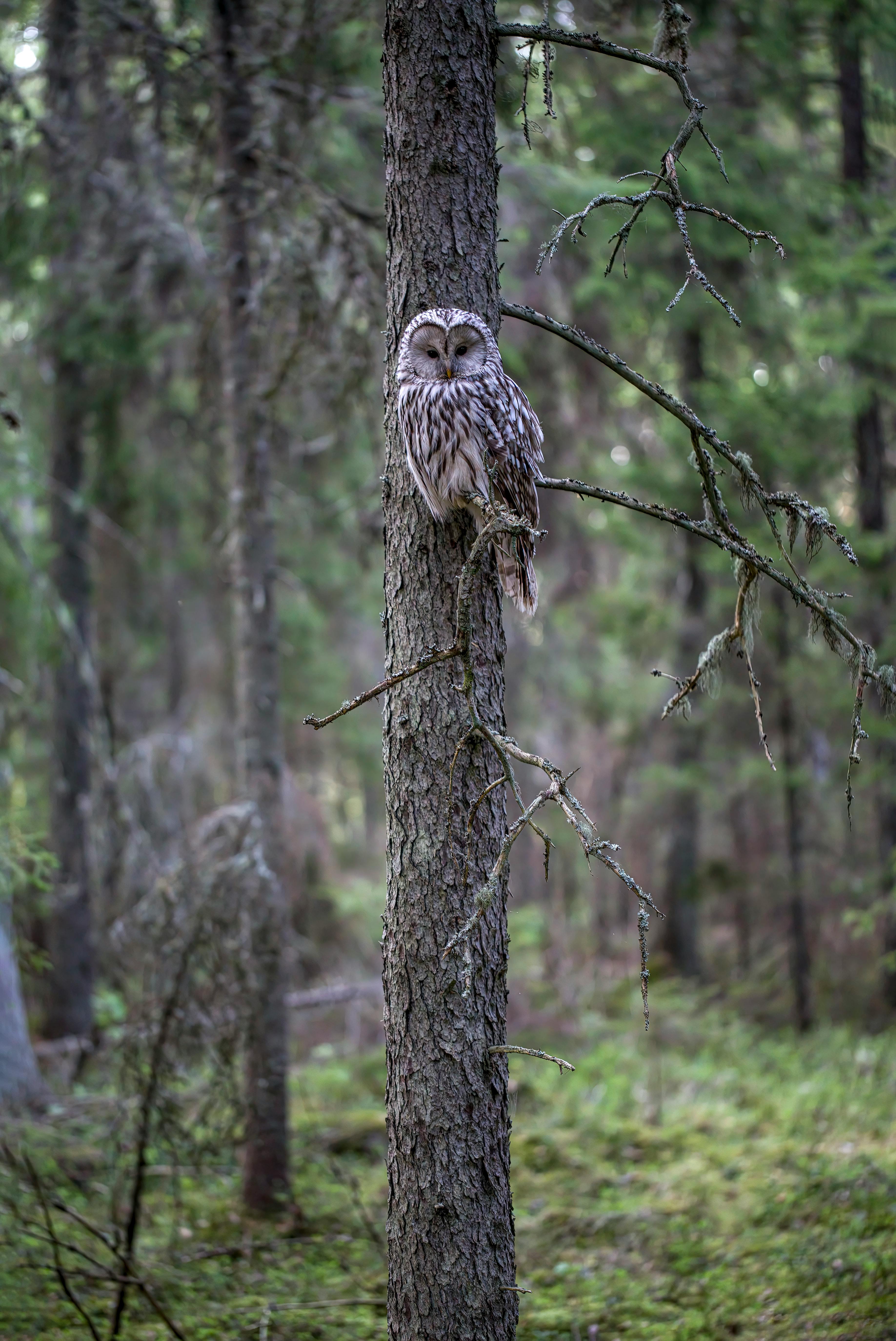 a small owl perched on a tree in the woods