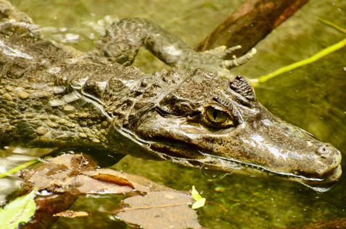 Free Close-up shot of a crocodile partially submerged in water, showcasing its textured skin and vigilant eye. Stock Photo
