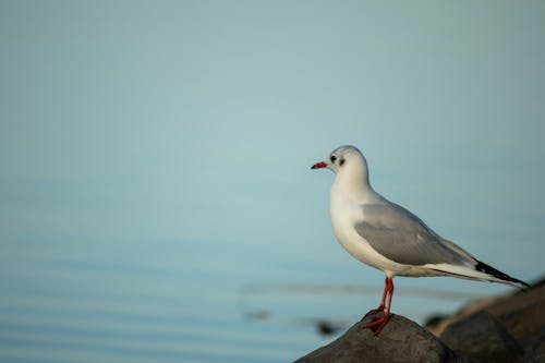 Close-up of a Gull on a Rock 