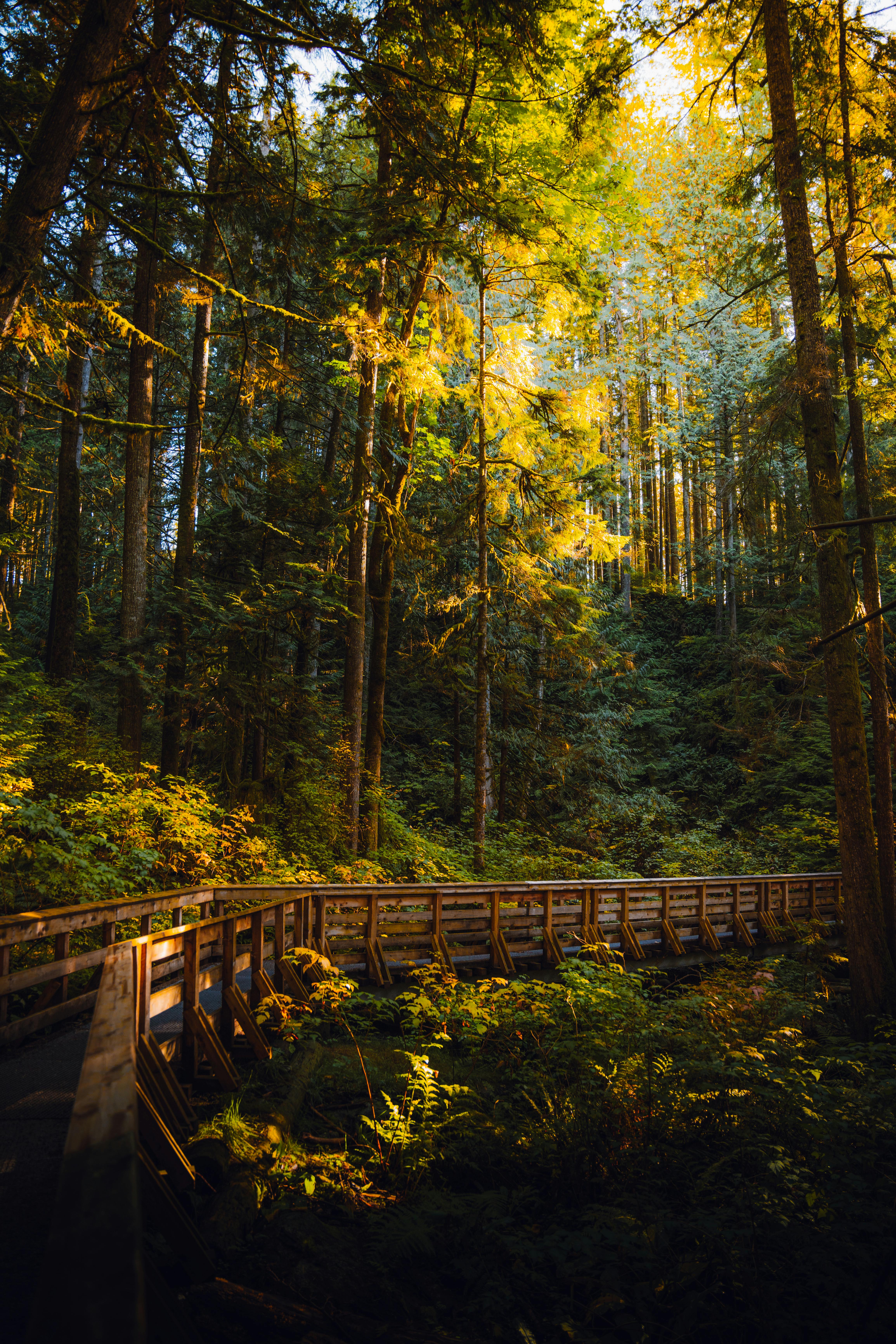 Serene forest scene with a sunlit wooden walkway through tall trees.