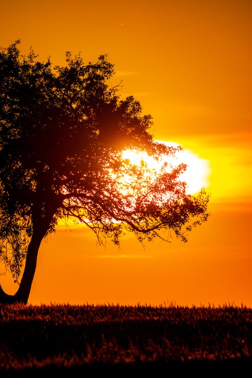 Foto profissional grátis de árvore, campo, iluminado por trás