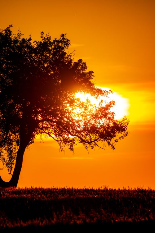 Free A lone tree silhouetted by a vibrant sunset in an open meadow. Stock Photo