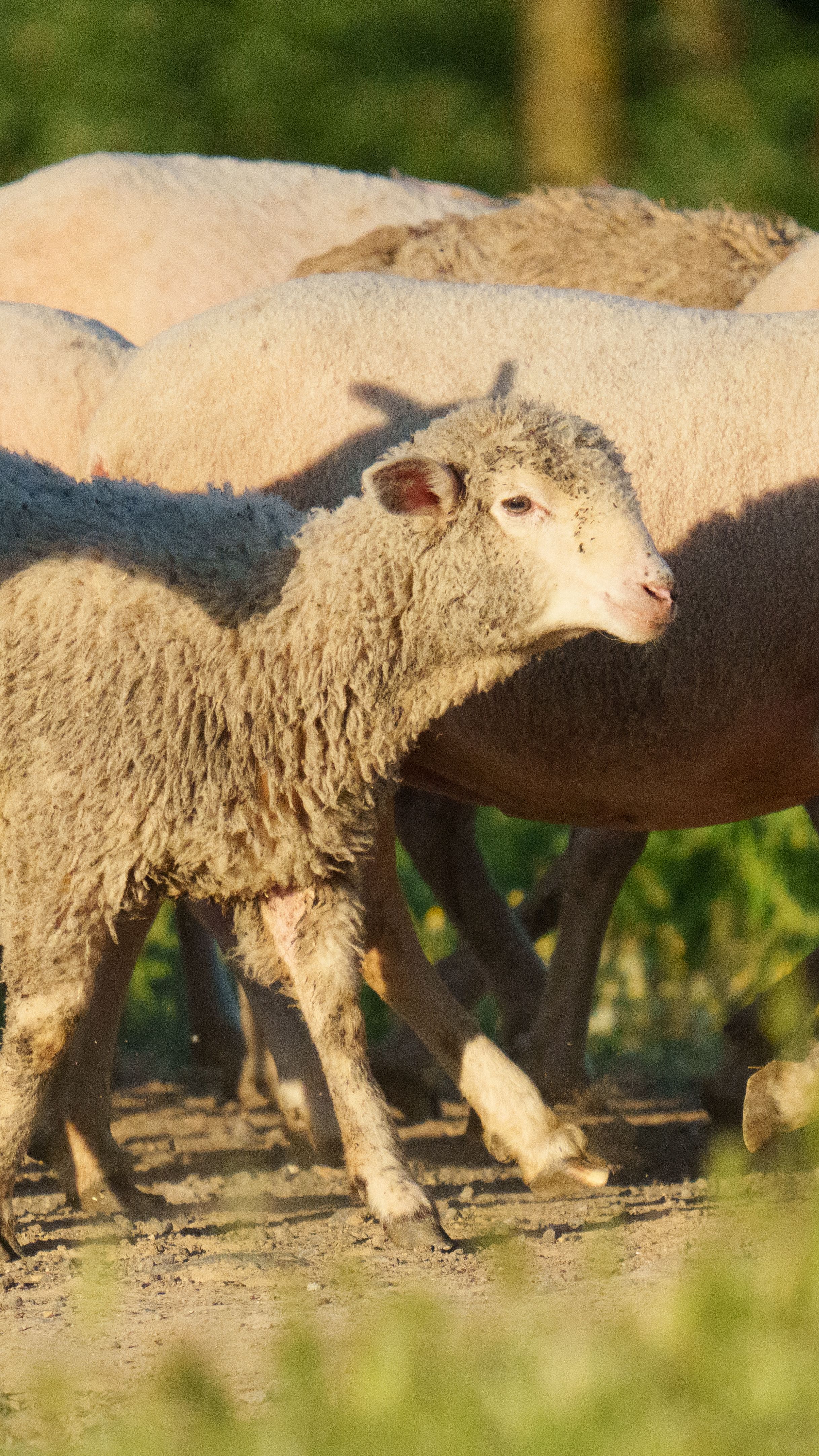 A flock of sheep roaming and grazing in a sunlit meadow, showcasing natural harmony.