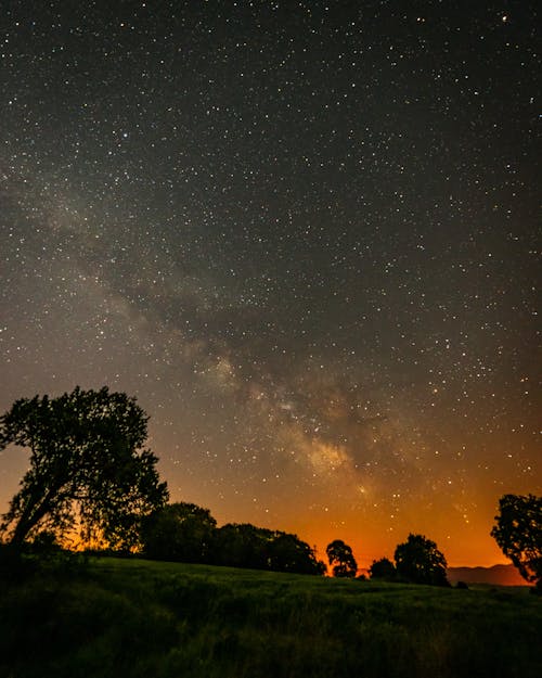 Silhouette of Trees at Night