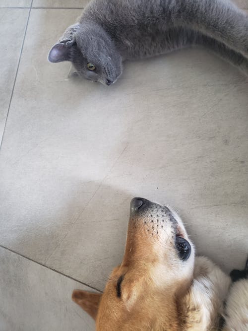 Бесплатное стоковое фото с взгляд, кошка, кошка и собака