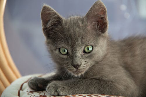 Бесплатное стоковое фото с животное, зеленые глаза, кошка