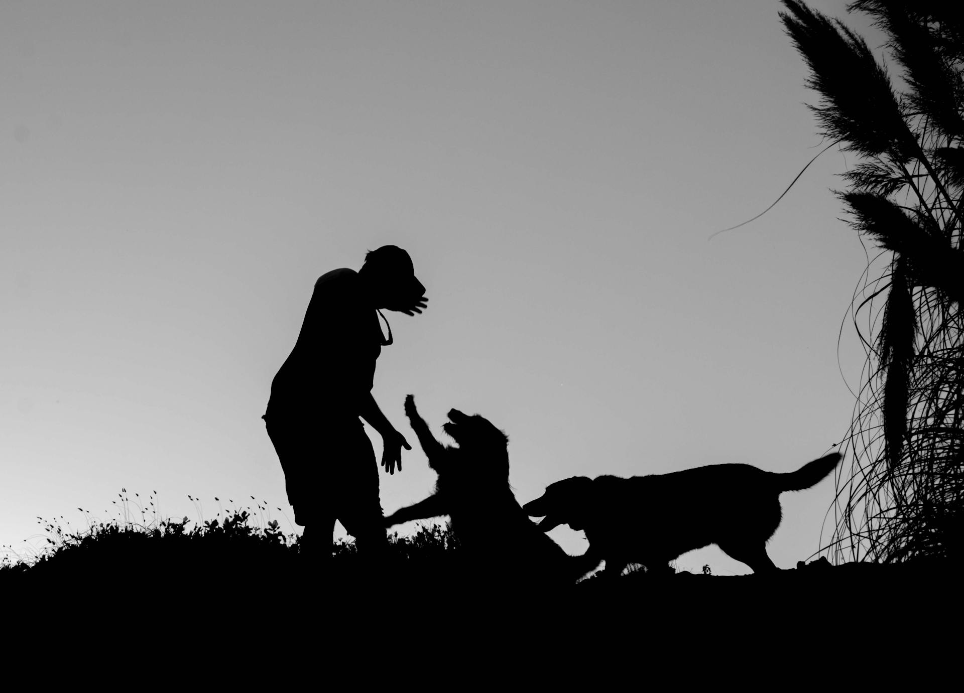 Silhouette of a Man Playing with his Dogs