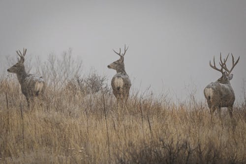 Bucks on Grassland