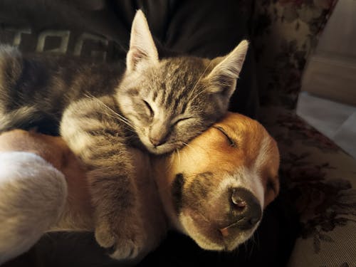 Fotos de stock gratuitas de abrazar, amigos, animal