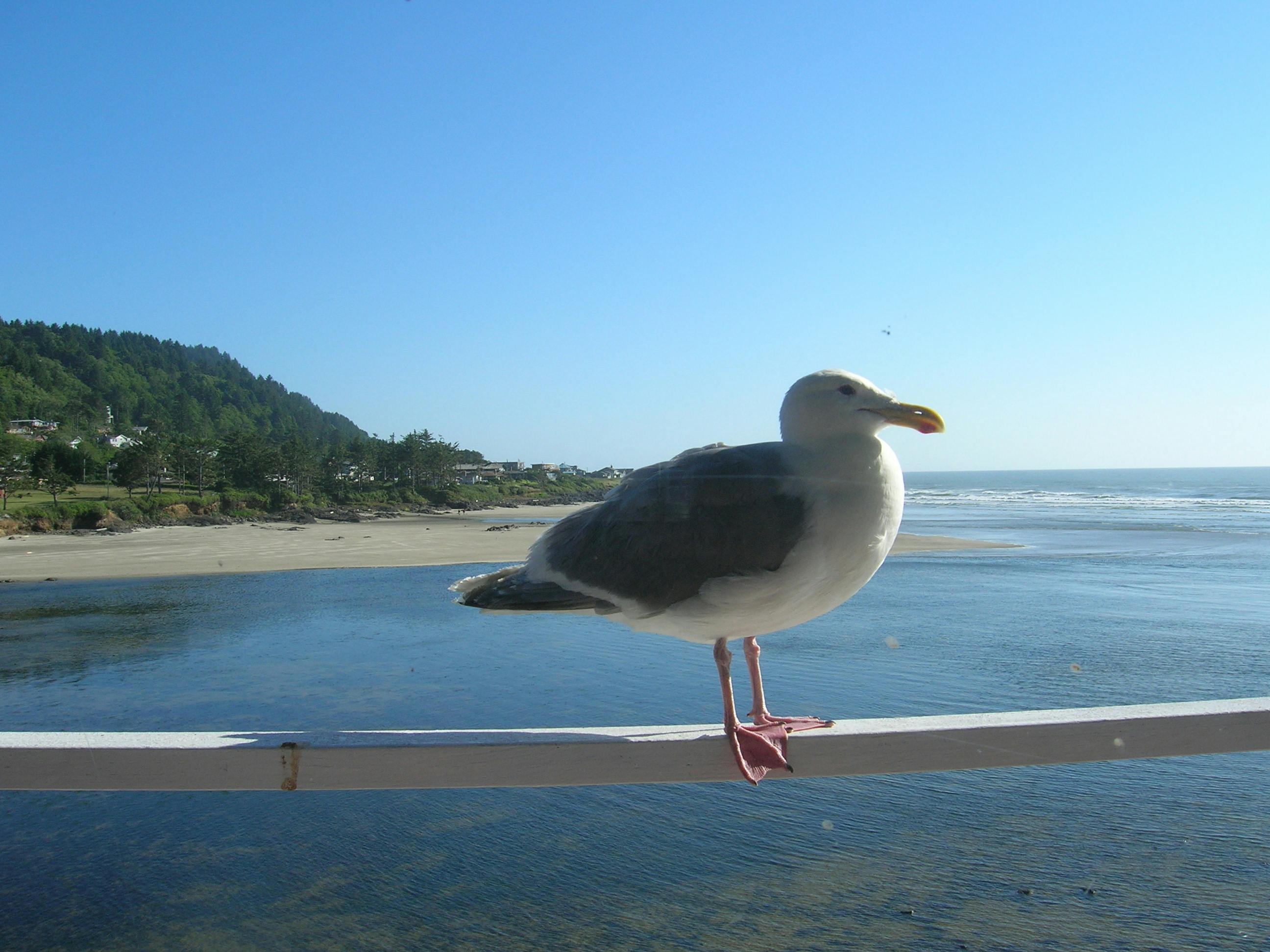 Free stock photo of bird, ocean, sea gull
