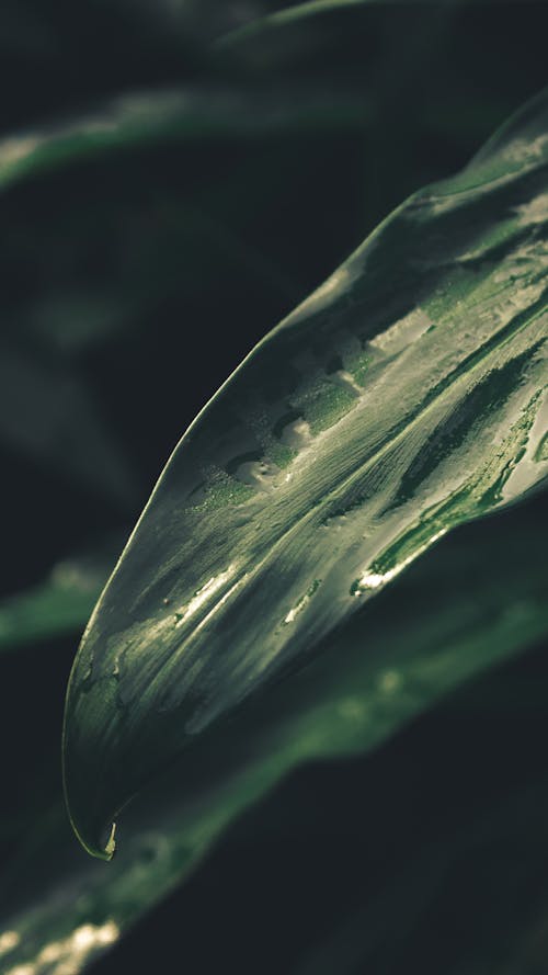 Close-up of a Green Leaf 