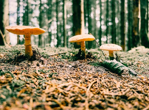 Foto profissional grátis de árvores florestais, aventura na floresta, chão