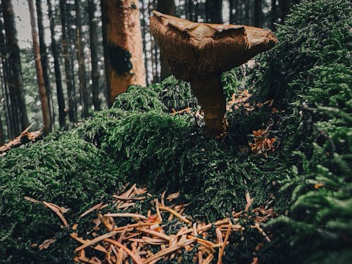 Foto profissional grátis de aventura na floresta, chão, cogumelo