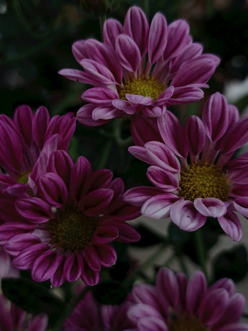 Foto d'estoc gratuïta de bonic, brillant, brot de flors