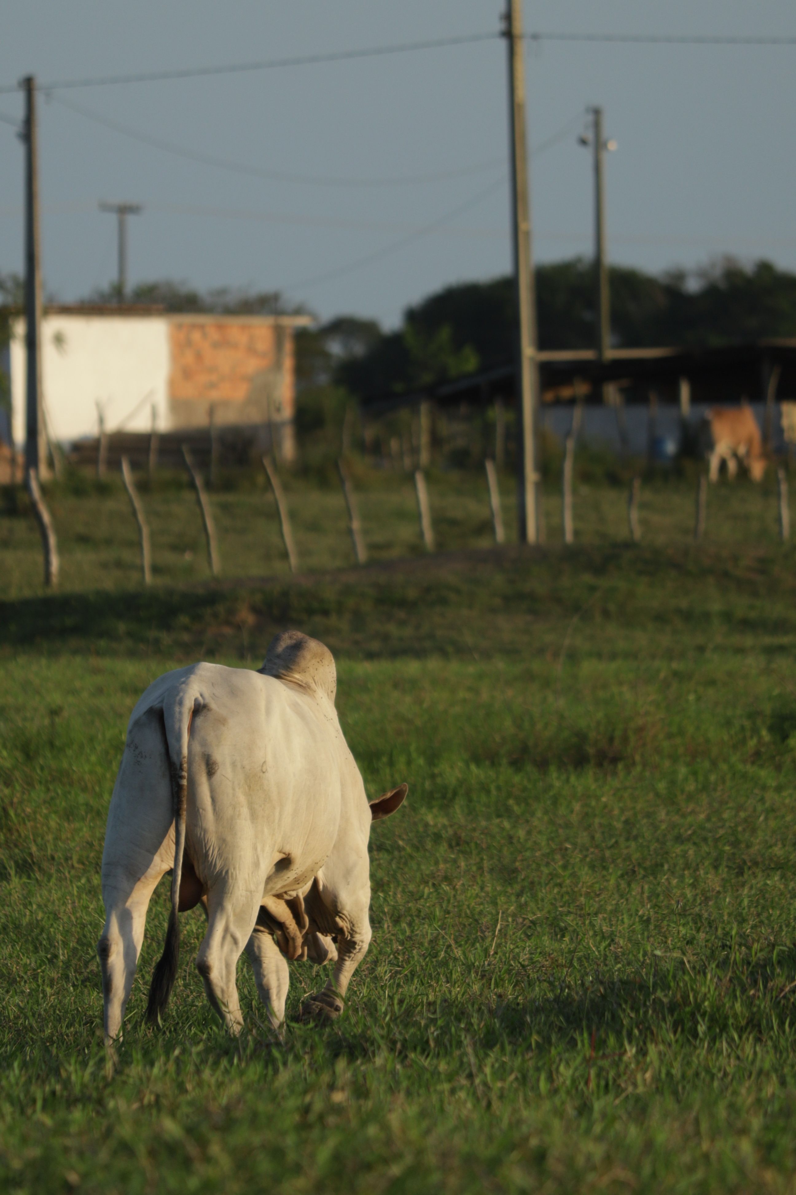 Back View of a Cattle on a Field · Free Stock Photo