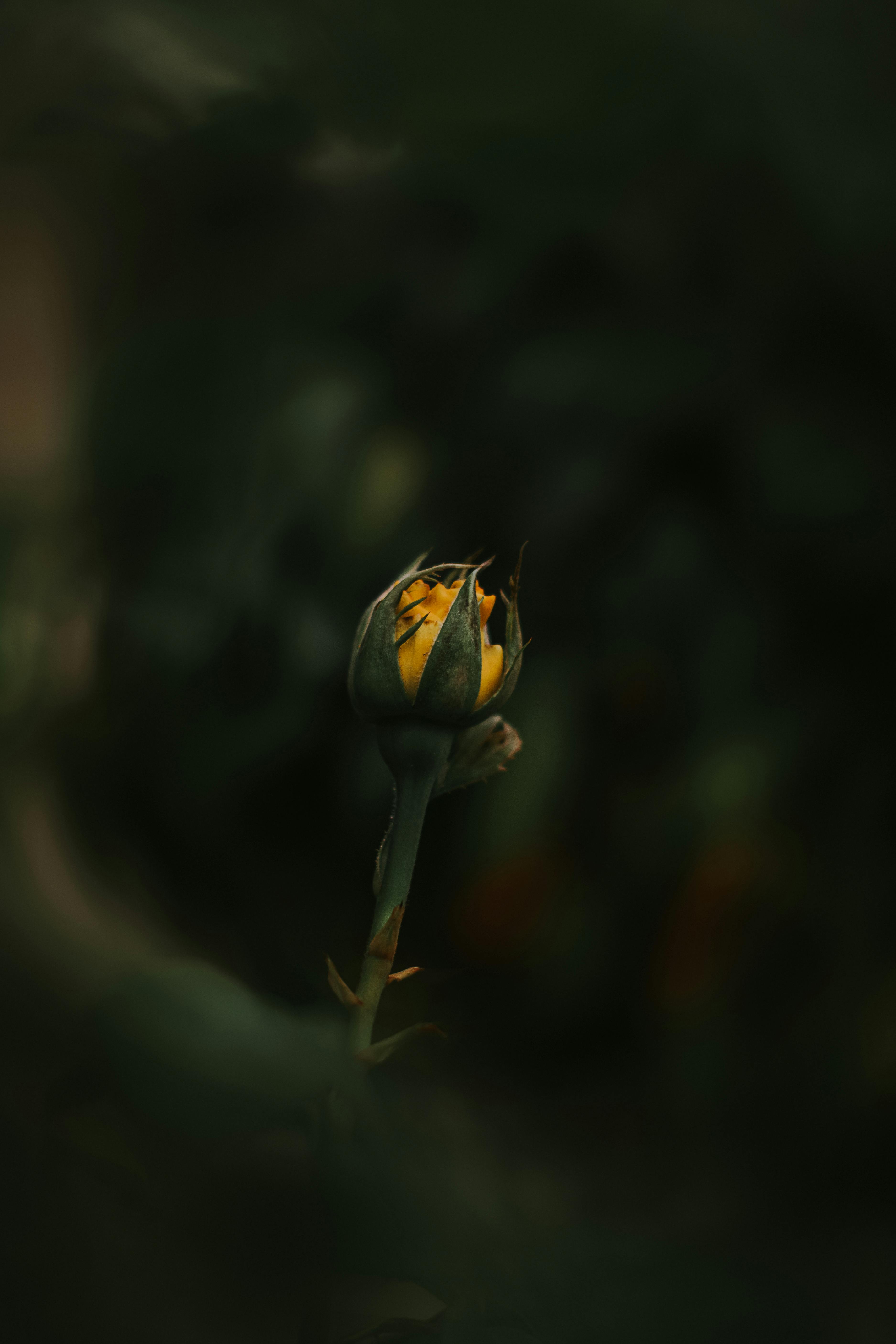 黑暗背景中，黄色花蕾的美丽特写