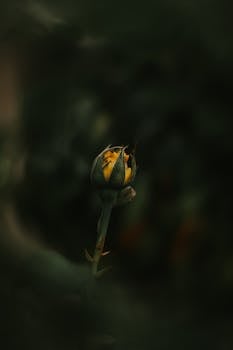 黑暗背景中，黄色花蕾的美丽特写