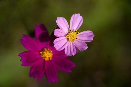 Purple Cosmos Flowers