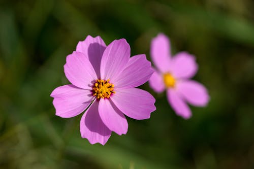 Close up of Purple Flowers