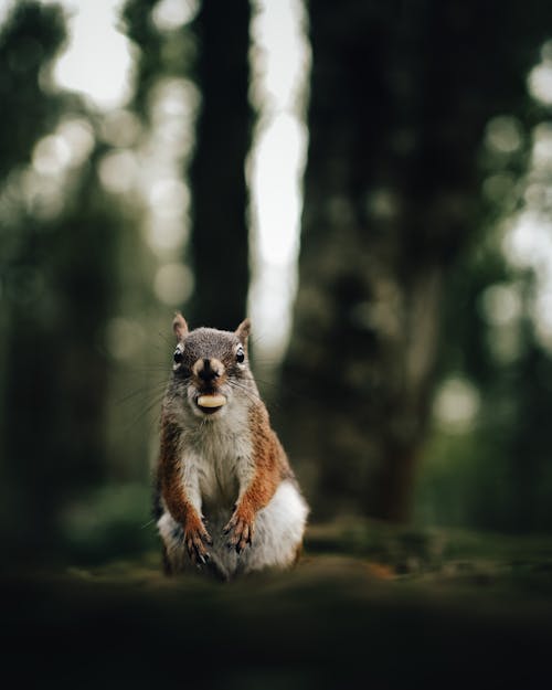 Squirrel Holding Nut in its Mouth