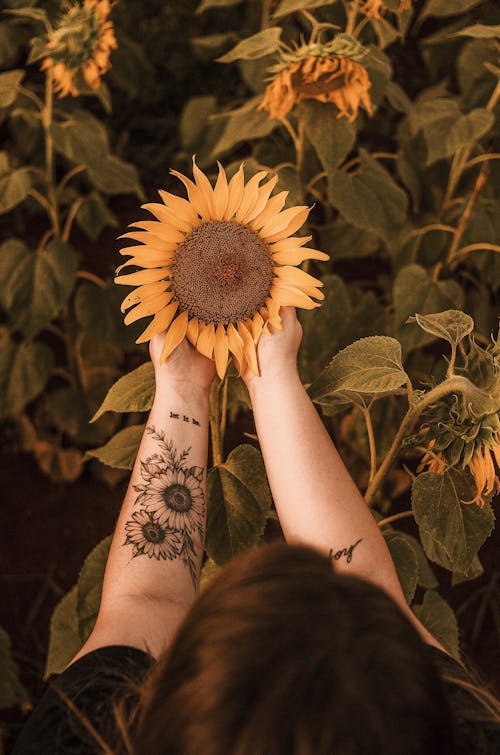 Free Person Holding Sunflower Stock Photo