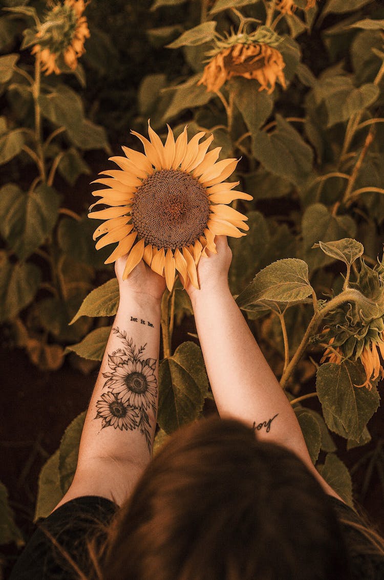 Person Holding Sunflower