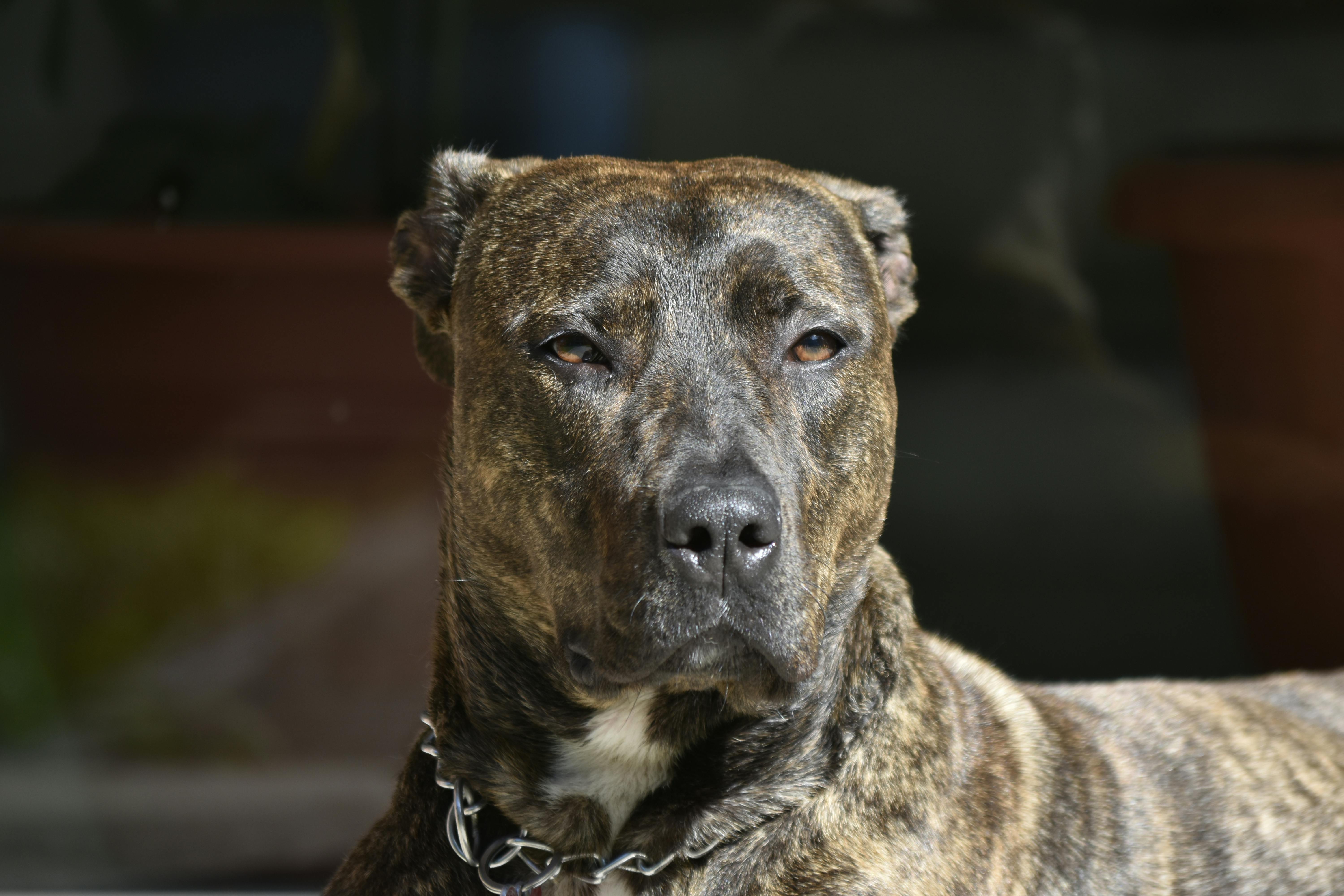 ¿Qué hace un ahuyentador de perros?
