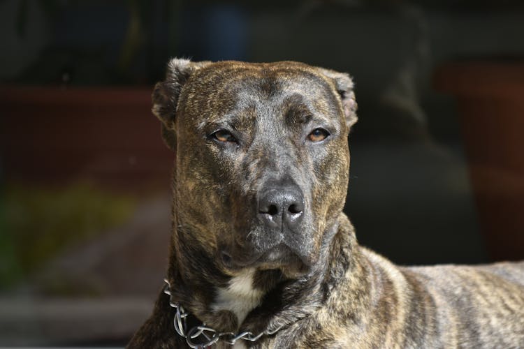 A Dog Sitting Outside In Sunlight 