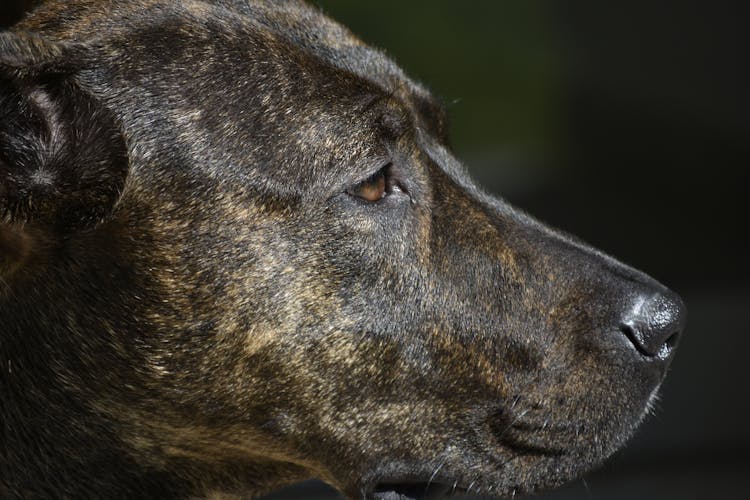 Close-up Of A Brown Dog 