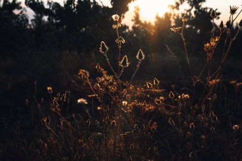 Free Backlit wildflowers in an autumn meadow during sunset create a golden, serene atmosphere. Stock Photo