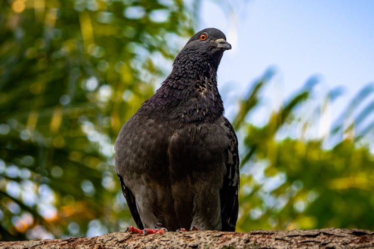 Close Up Of Black Pigeon