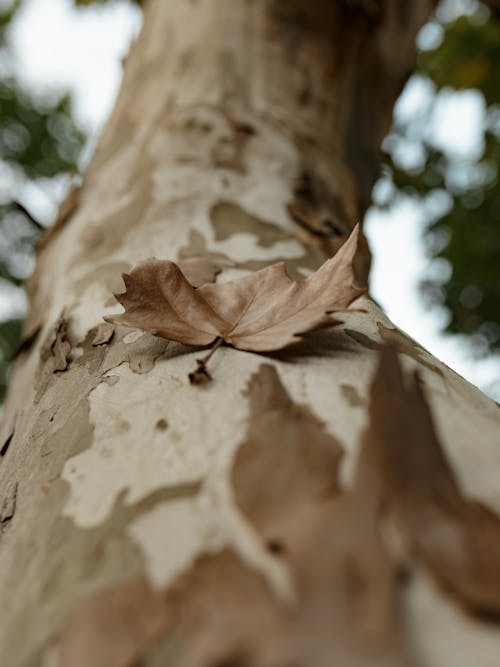 Close-up of a Dry Leaf Lying on a Tree Branch