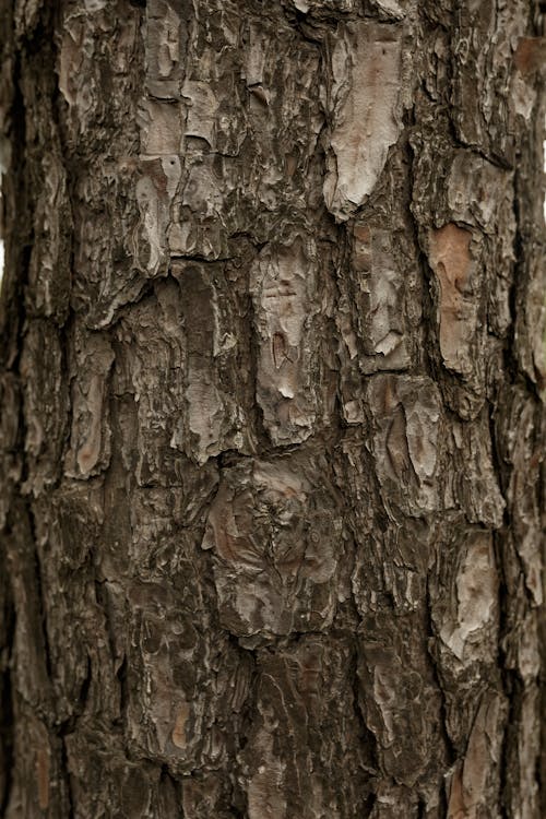Close-up of a Tree Bark