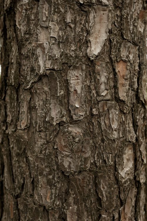 Free A close-up photograph capturing the texture and details of tree bark. Stock Photo