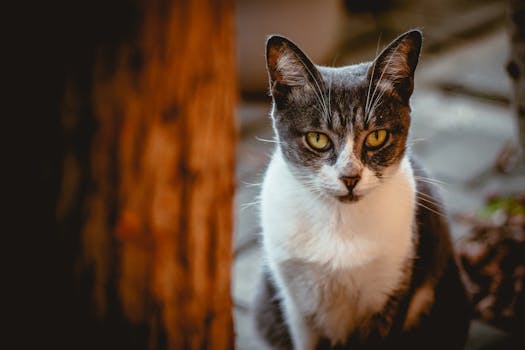 一只家猫在模糊的户外背景下，目光炯炯