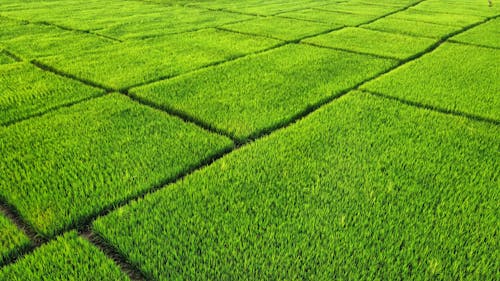 Imagine de stoc gratuită din agricultură, câmp, dreptunghiular