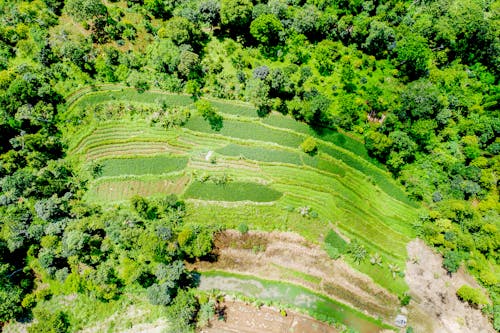 Kostenlos Luftbild Von Grünblättrigen Wäldern Stock-Foto