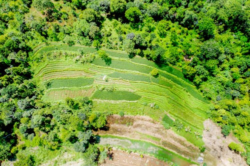 Aerial Photo of Green-leafed Forests