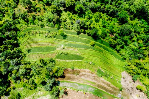 Free Aerial shot of vibrant green terraced farmlands surrounded by dense forest in Majasari, Indonesia. Stock Photo