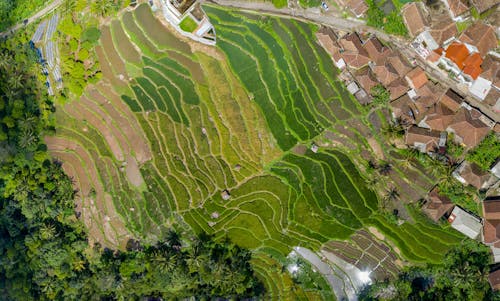 Fotografia Lotnicza Zielonych Drzew