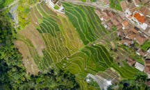 探索印度尼西亚马加萨里村庄附近充满生机的绿色水稻梯田