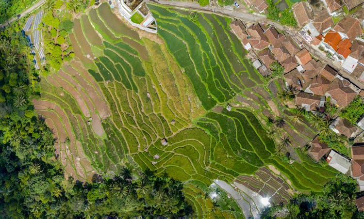 Aerial View Photography Of Green Trees