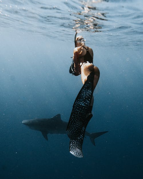 Free Woman Swimming with a Shark  Stock Photo