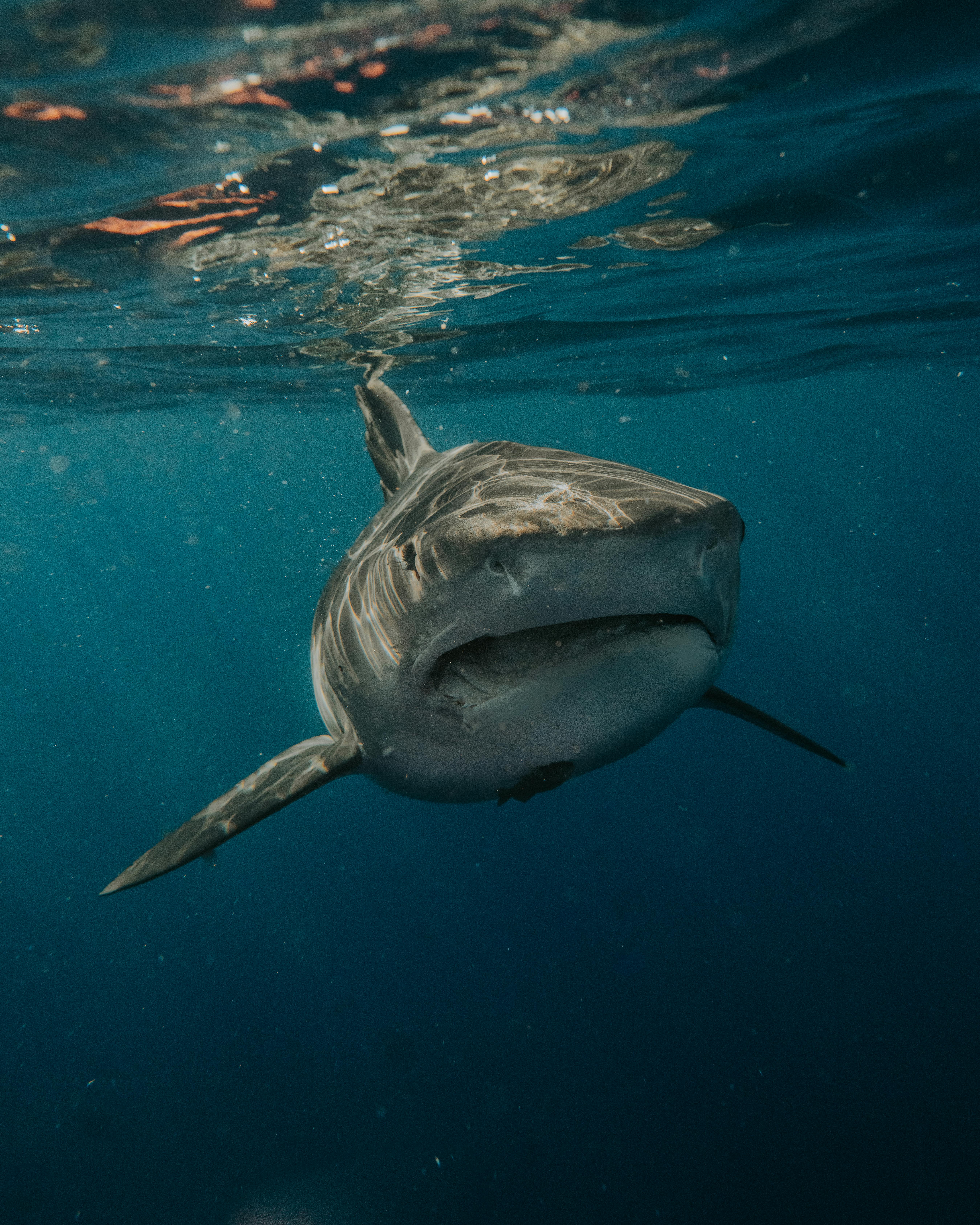 A majestic great white shark swimming underwater in a vivid, natural setting.